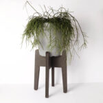 Planten standaard Groot