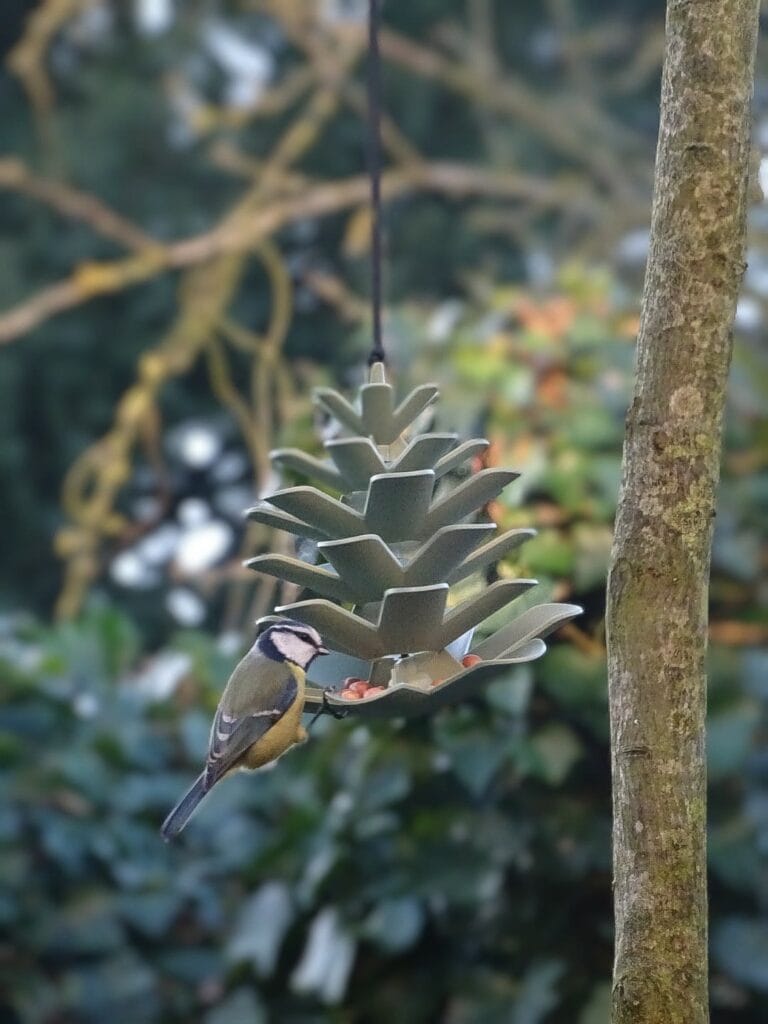 Vogel Voeder Dennenappel Jesse
