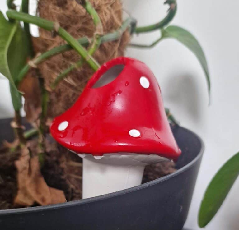 Olla paddestoel