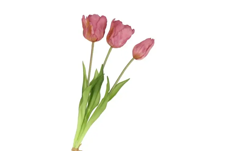 Papegaaien tulpen