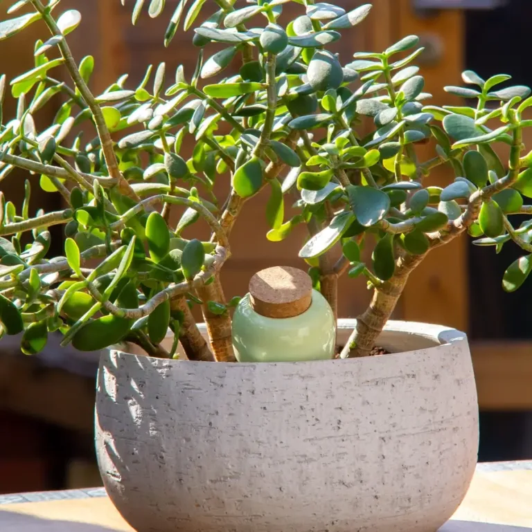 olla