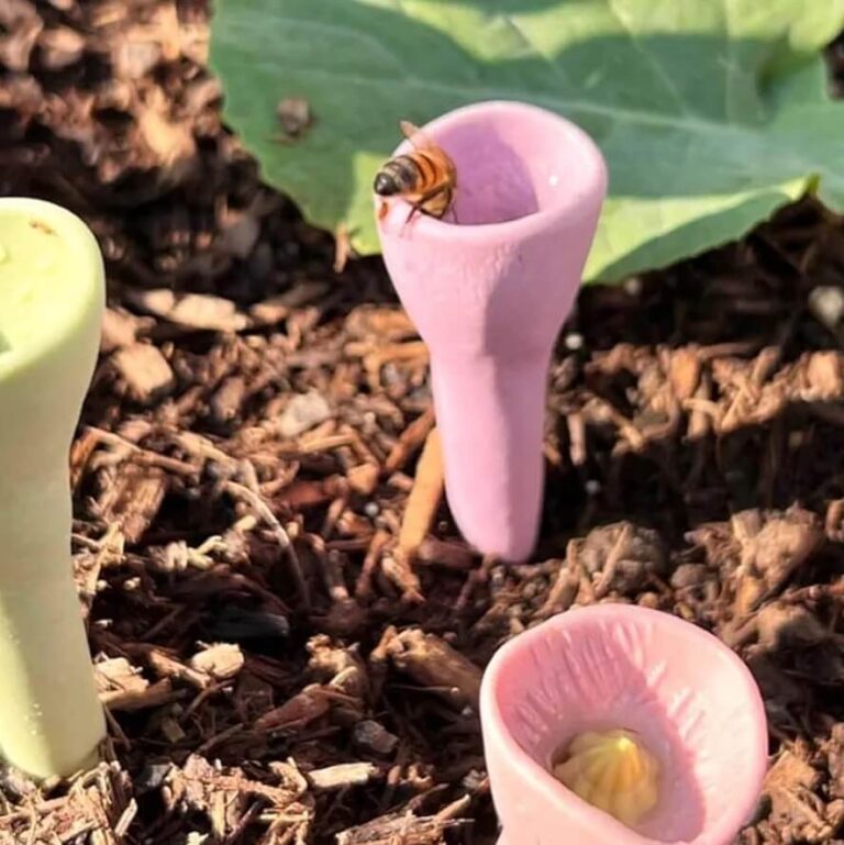 bee cups62c424cfef8cB
