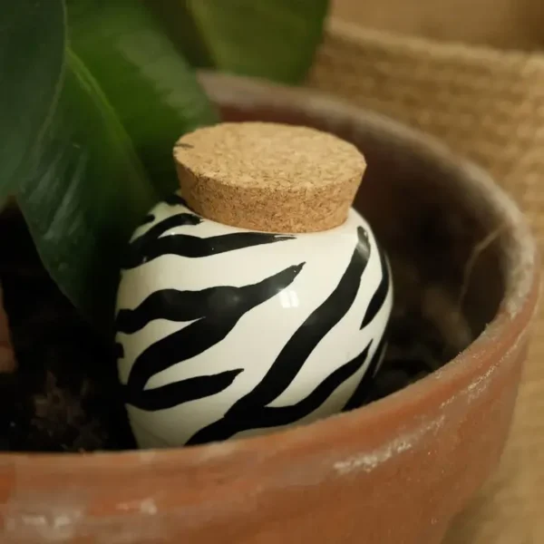 Olla Zebra
