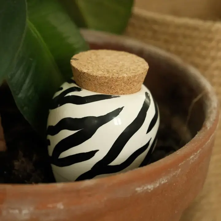 Olla Zebra